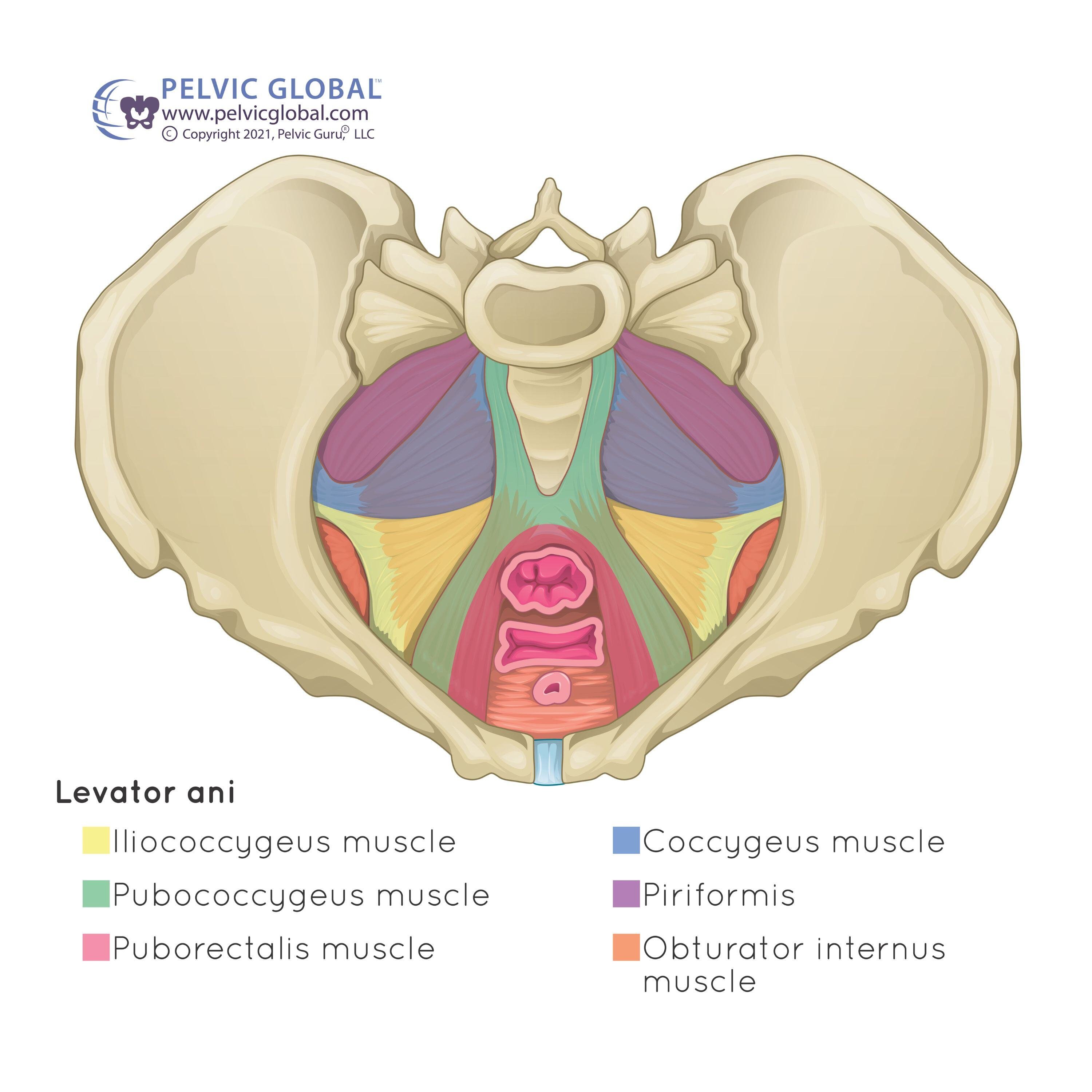 pelvic floor